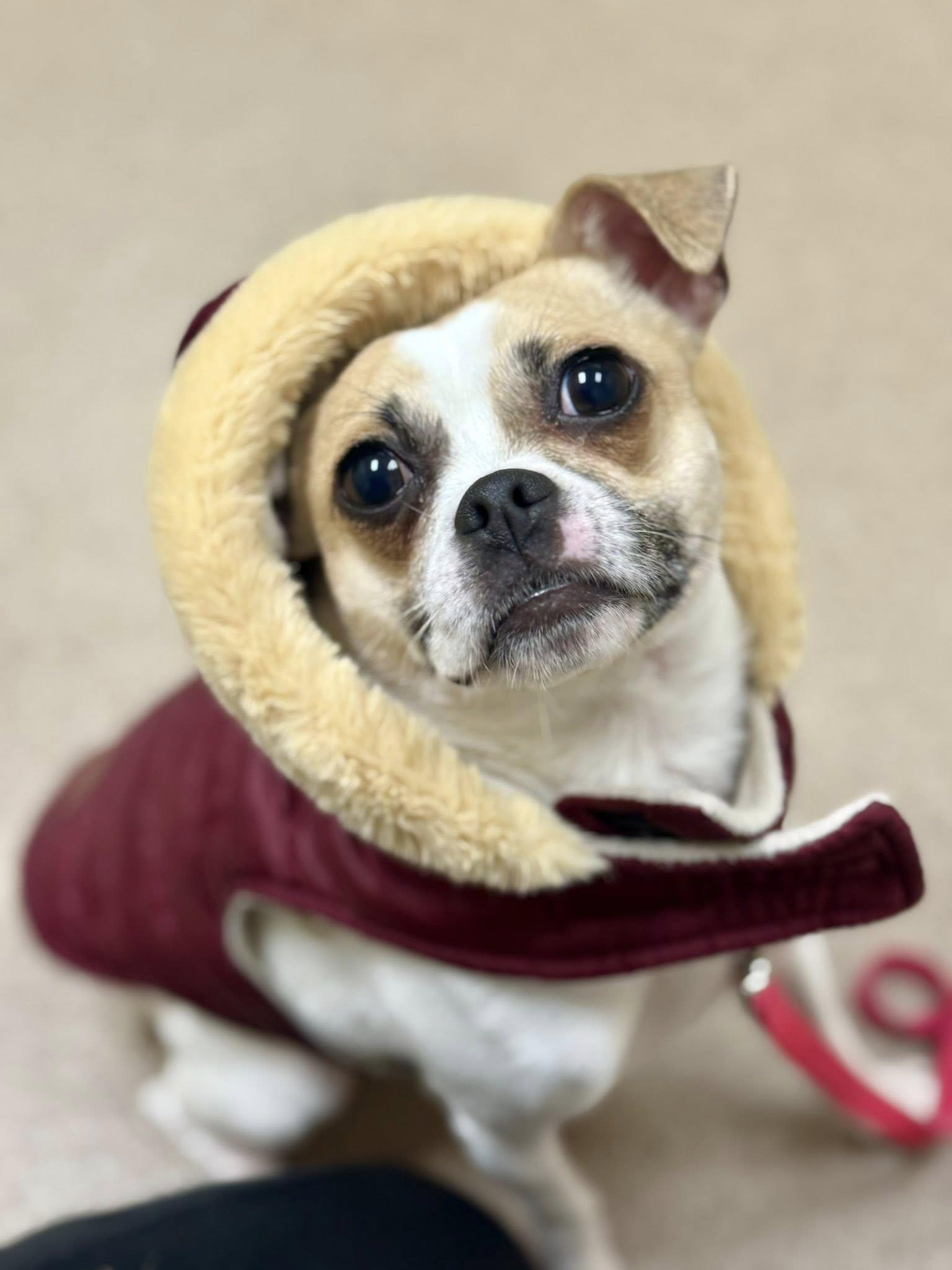 Enlarge Honey-The best little companion!, an adoptable mixed breed in Oshkosh, WI image 2/6