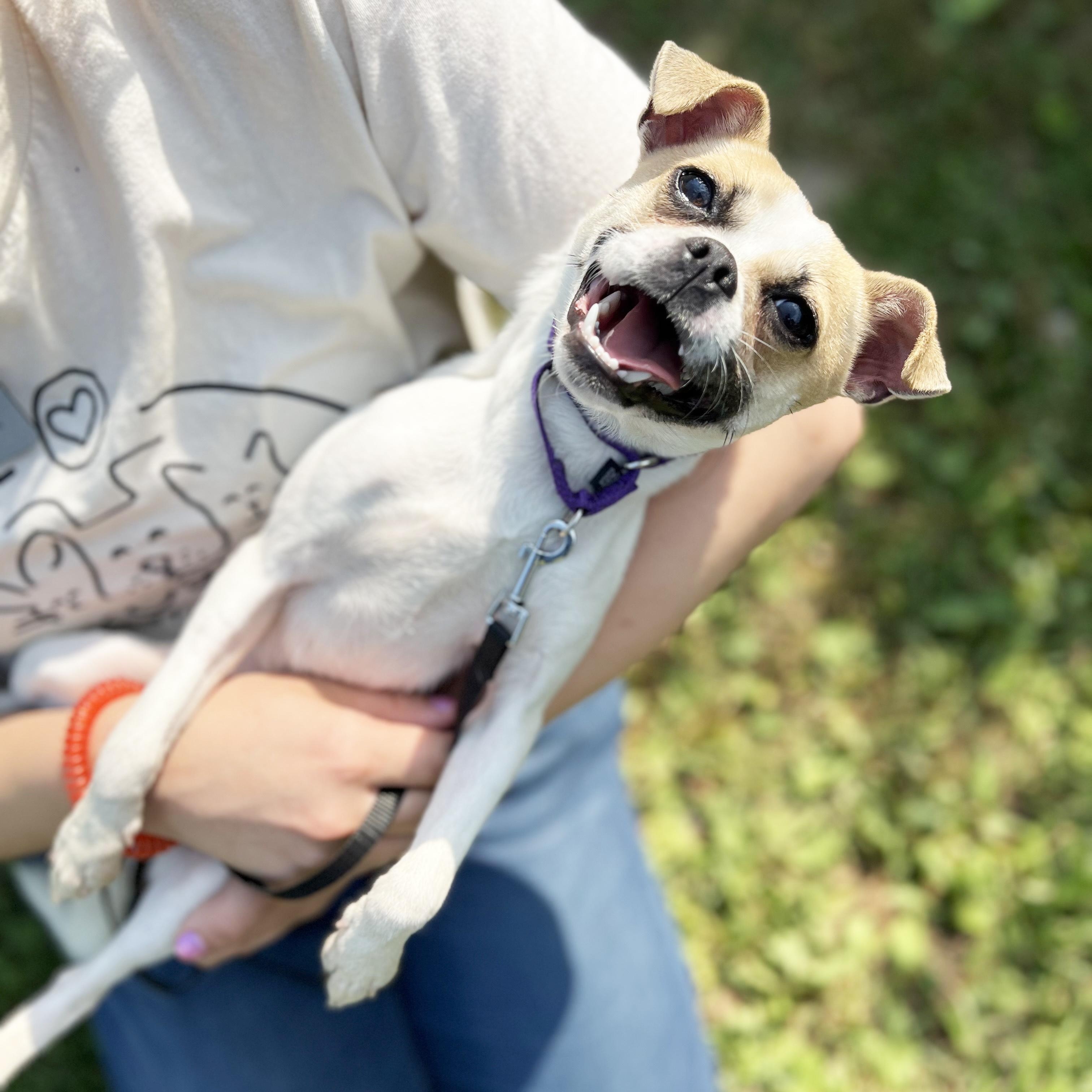 Enlarge Honey-The best little companion!, an adoptable mixed breed in Oshkosh, WI image 4/6