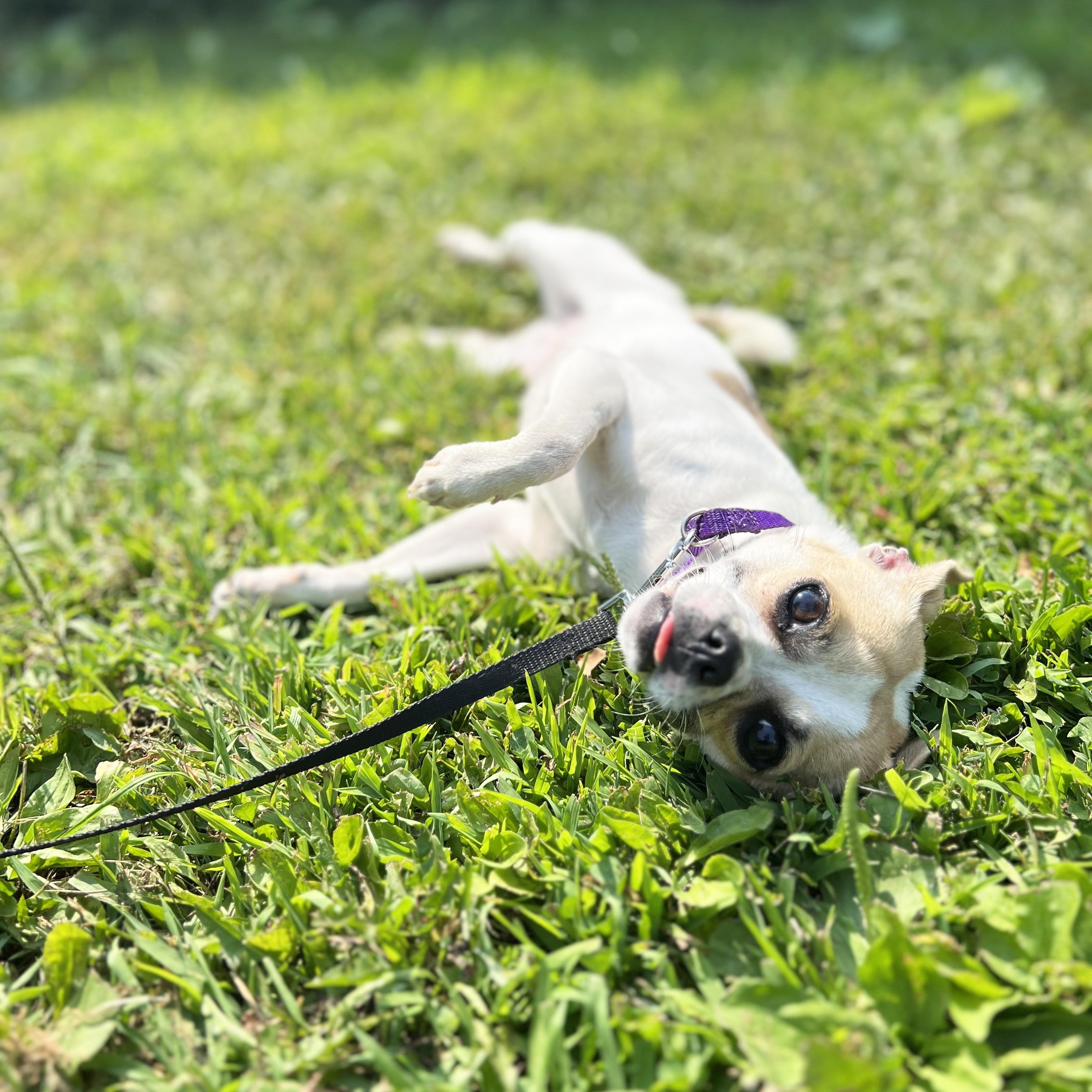 Enlarge Honey-The best little companion!, an adoptable mixed breed in Oshkosh, WI image 5/6