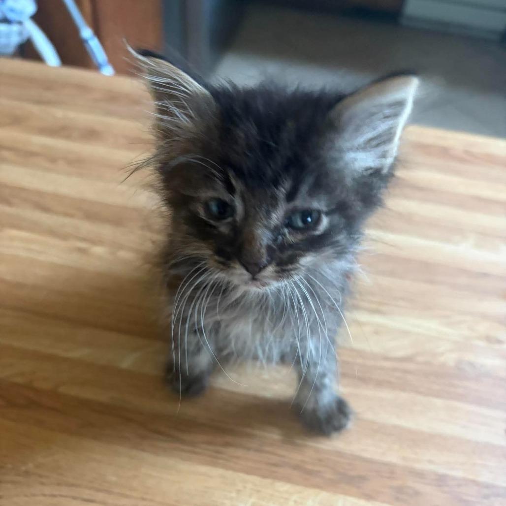 Jonah 2342, Adoptable, Kitten Male Domestic Medium Hair.