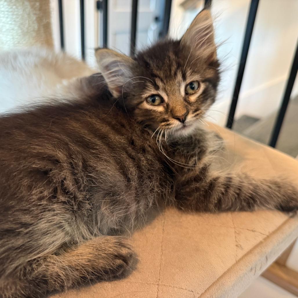 Enlarge Jonah 2342, a Adoptable Domestic Medium Hair in Kansas City, MO image 2/2