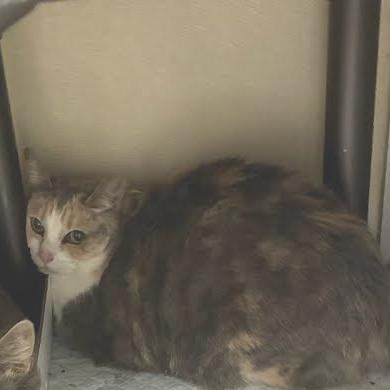 Enlarge Kismet, a Adoptable Domestic Short Hair in Jeffersonville, IN image 1/1