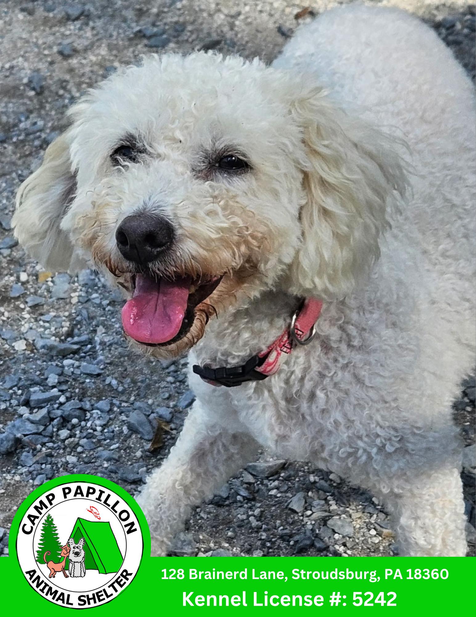 Enlarge Lorretta, a Adoptable Bichon Frise in Stroudsburg, PA image 1/1