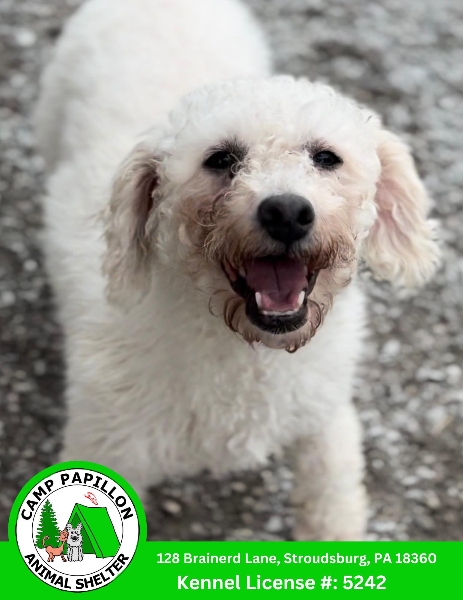 Enlarge Lorretta, a Adoptable Bichon Frise in Stroudsburg, PA image 1/1