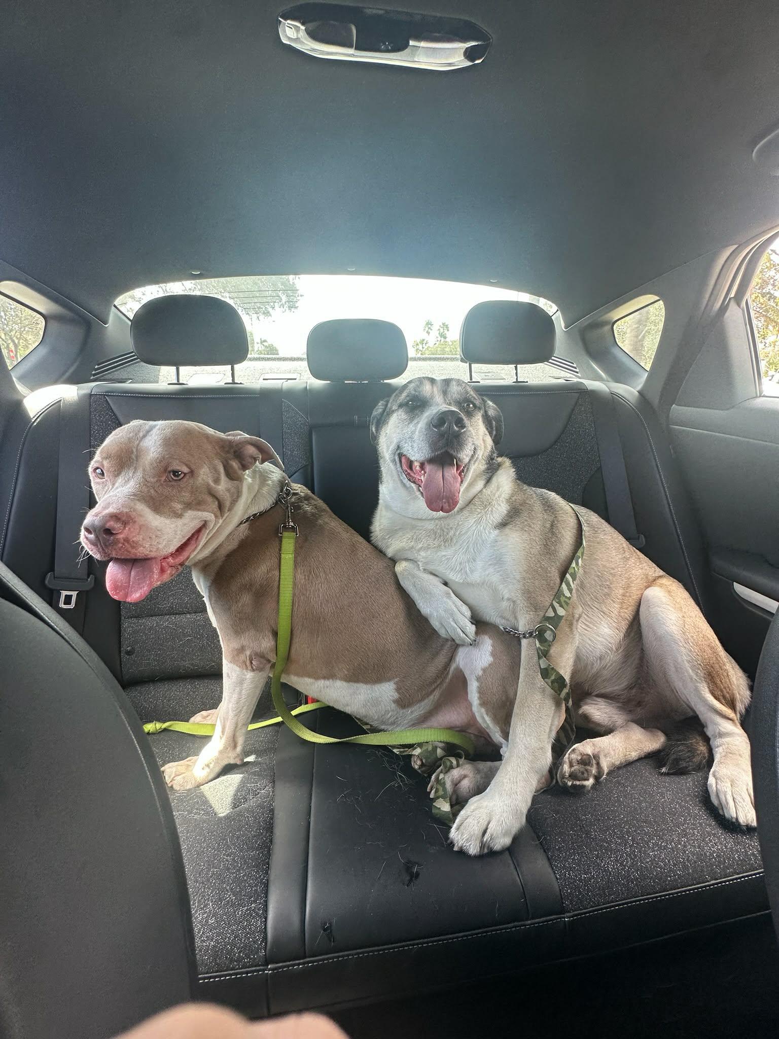 Enlarge Roy, a Adoptable mixed breed in Pompano Beach, FL image 2/3