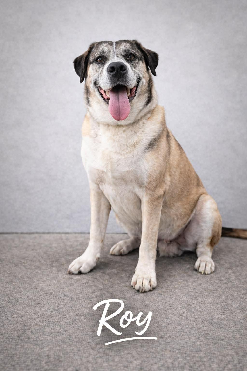 Enlarge Roy, a Adoptable mixed breed in Pompano Beach, FL image 3/3