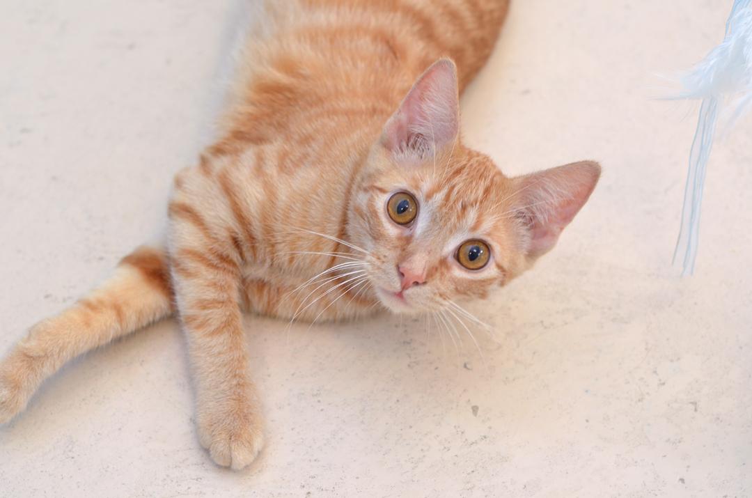 Chipmunk, Baby Male Domestic Short Hair