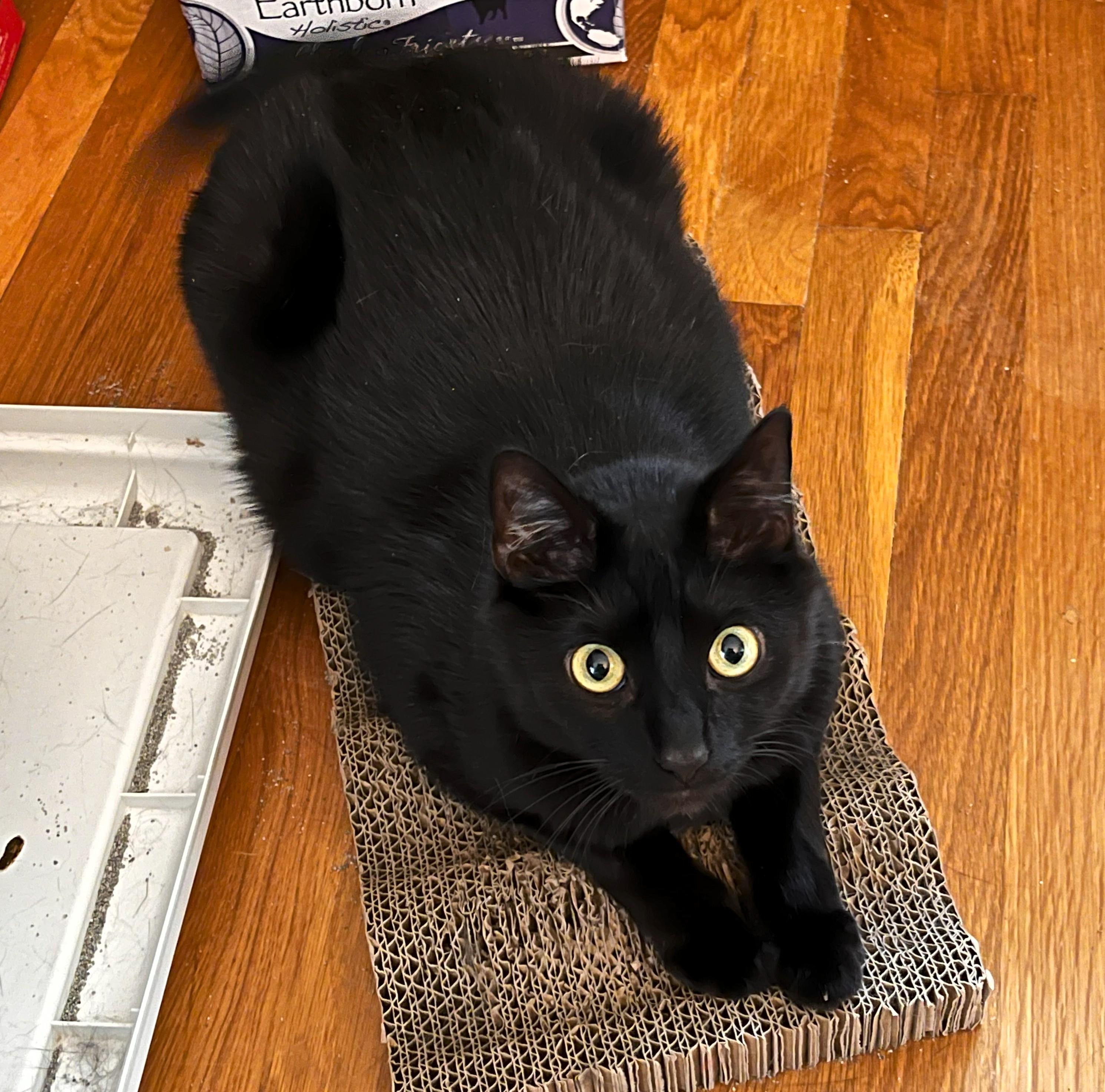 Kona