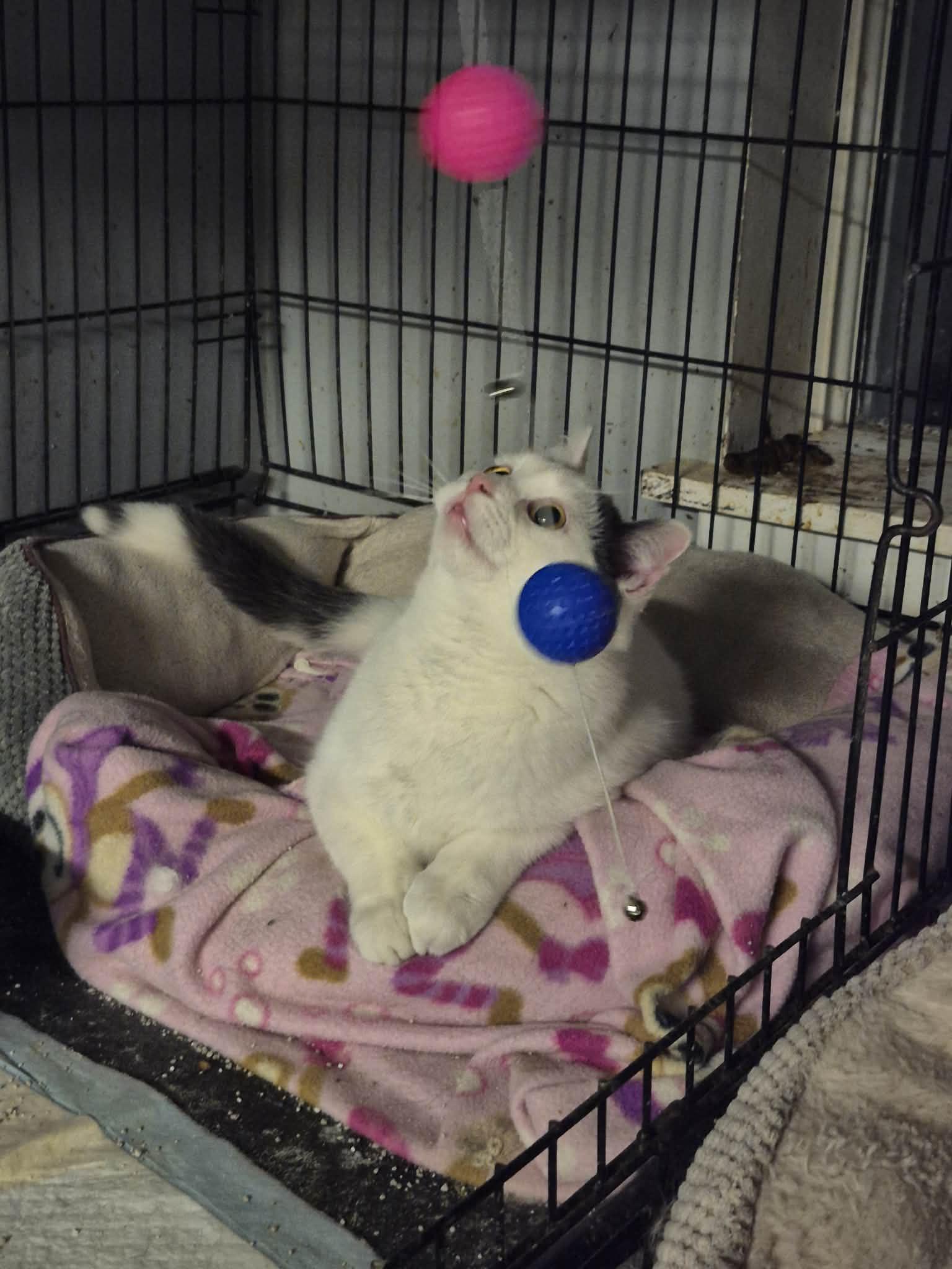 Enlarge Jasper, a ADOPTABLE Domestic Short Hair in Chatham, ON image 5/6