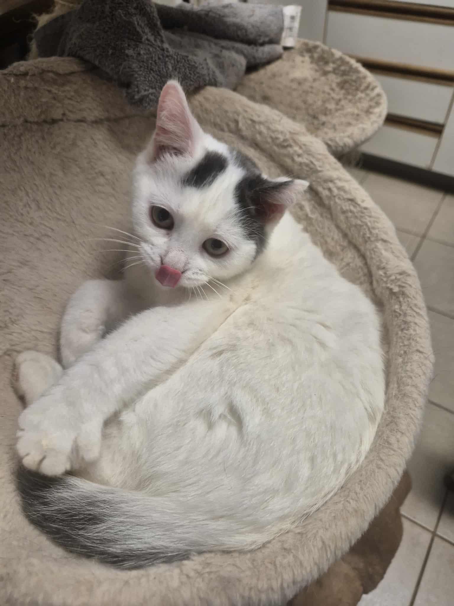 Enlarge Jasper, a ADOPTABLE Domestic Short Hair in Chatham, ON image 1/5