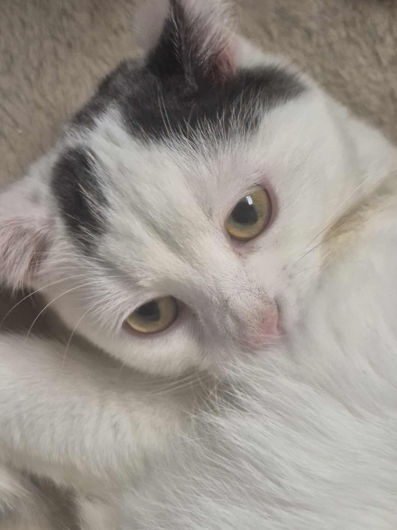 Enlarge Jasper, a ADOPTABLE Domestic Short Hair in Chatham, ON image 2/5