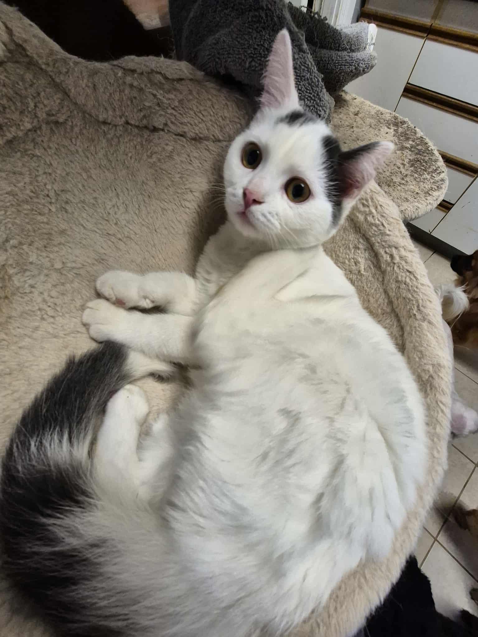 Enlarge Jasper, a ADOPTABLE Domestic Short Hair in Chatham, ON image 3/5