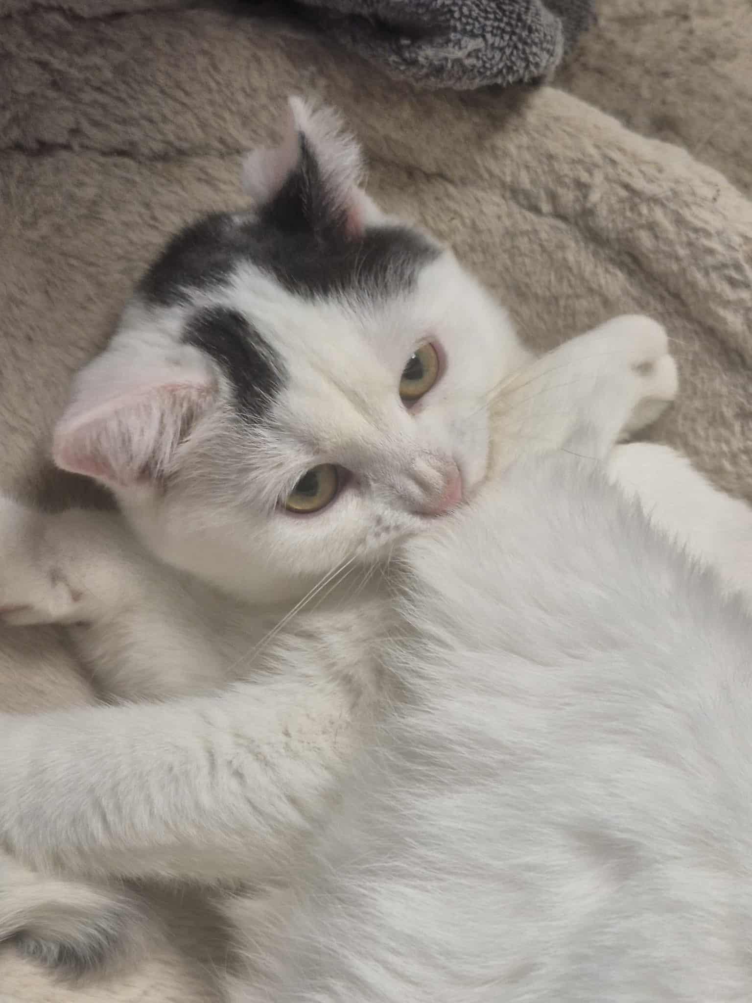 Enlarge Jasper, a ADOPTABLE Domestic Short Hair in Chatham, ON image 4/5