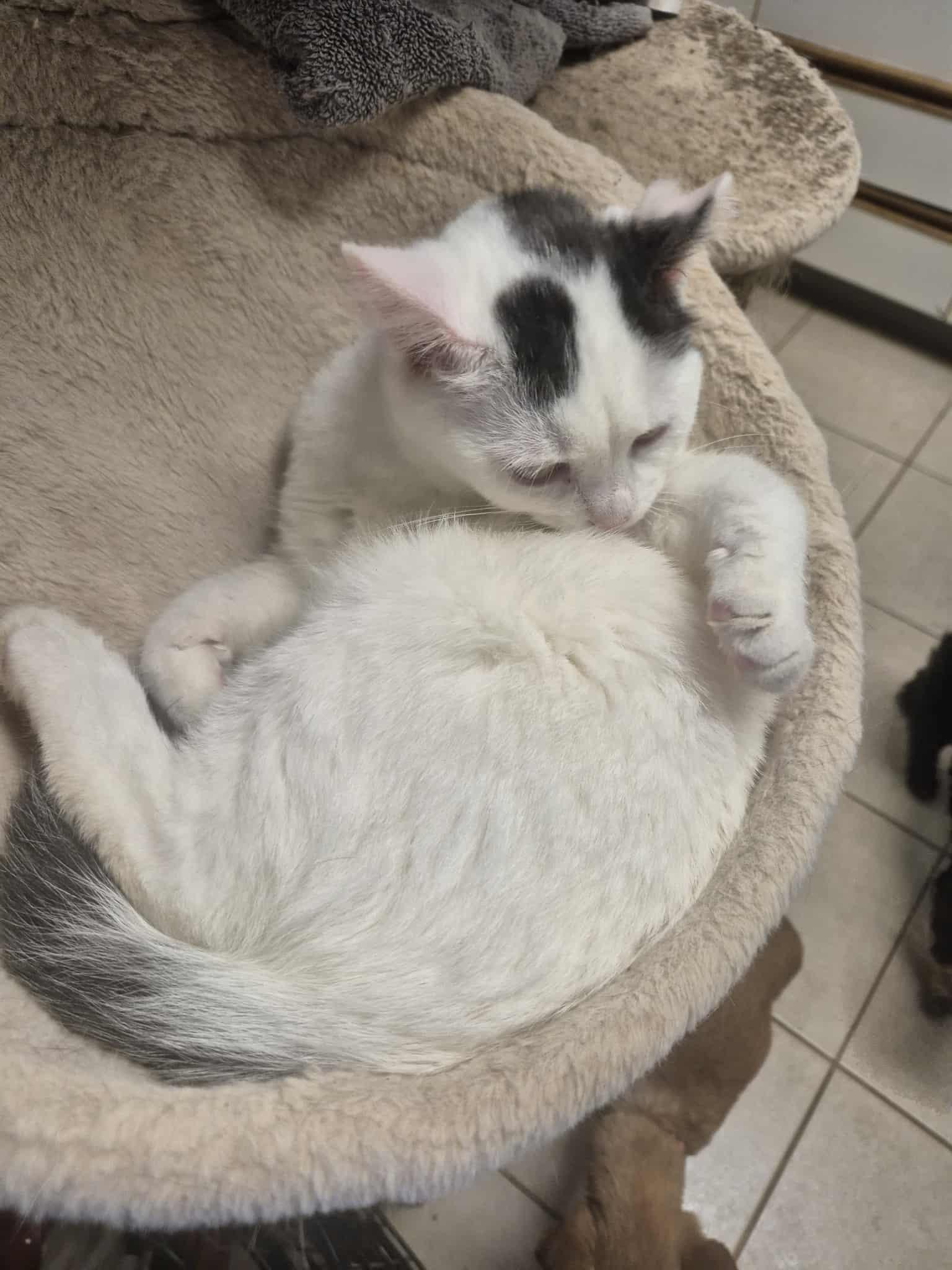 Enlarge Jasper, a ADOPTABLE Domestic Short Hair in Chatham, ON image 5/5