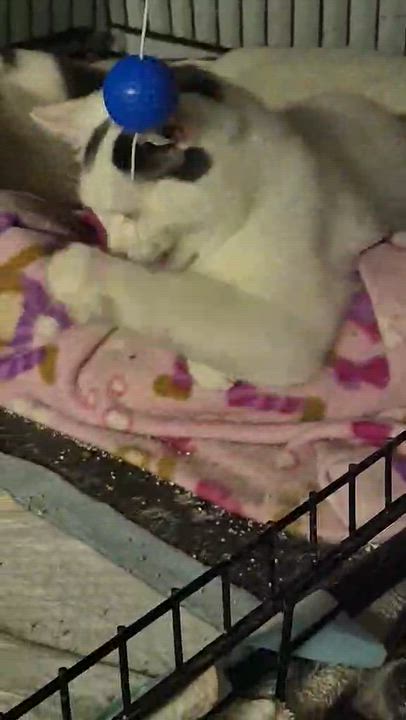 Enlarge Jasper, a ADOPTABLE Domestic Short Hair in Chatham, ON video 6/6