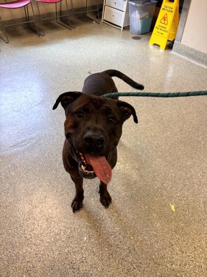 Bino, Adoptable, Adult Male Mastiff & Pit Bull Terrier.