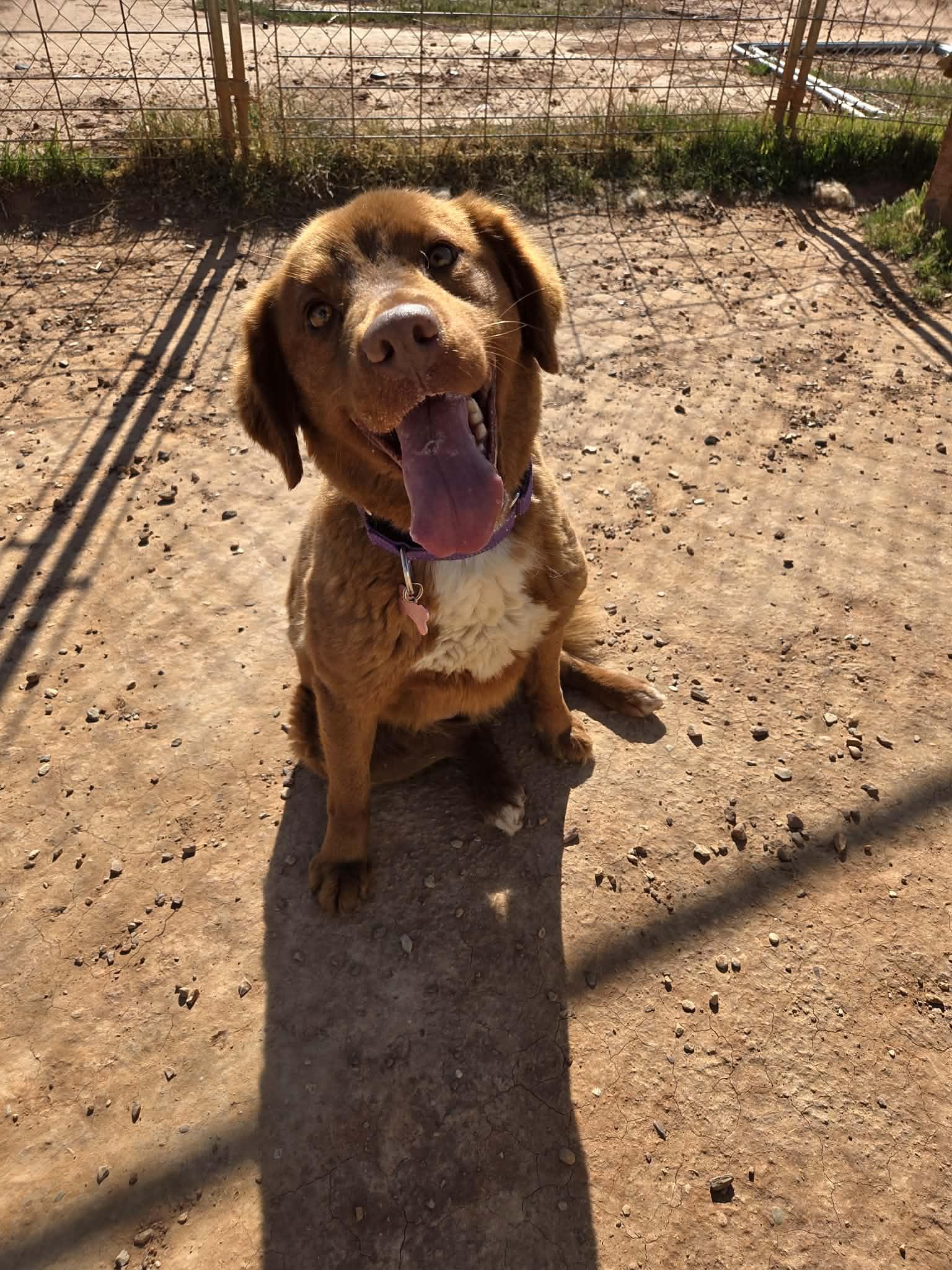 Enlarge Bailey, a ADOPTABLE mixed breed in Roosevelt, UT image 3/4