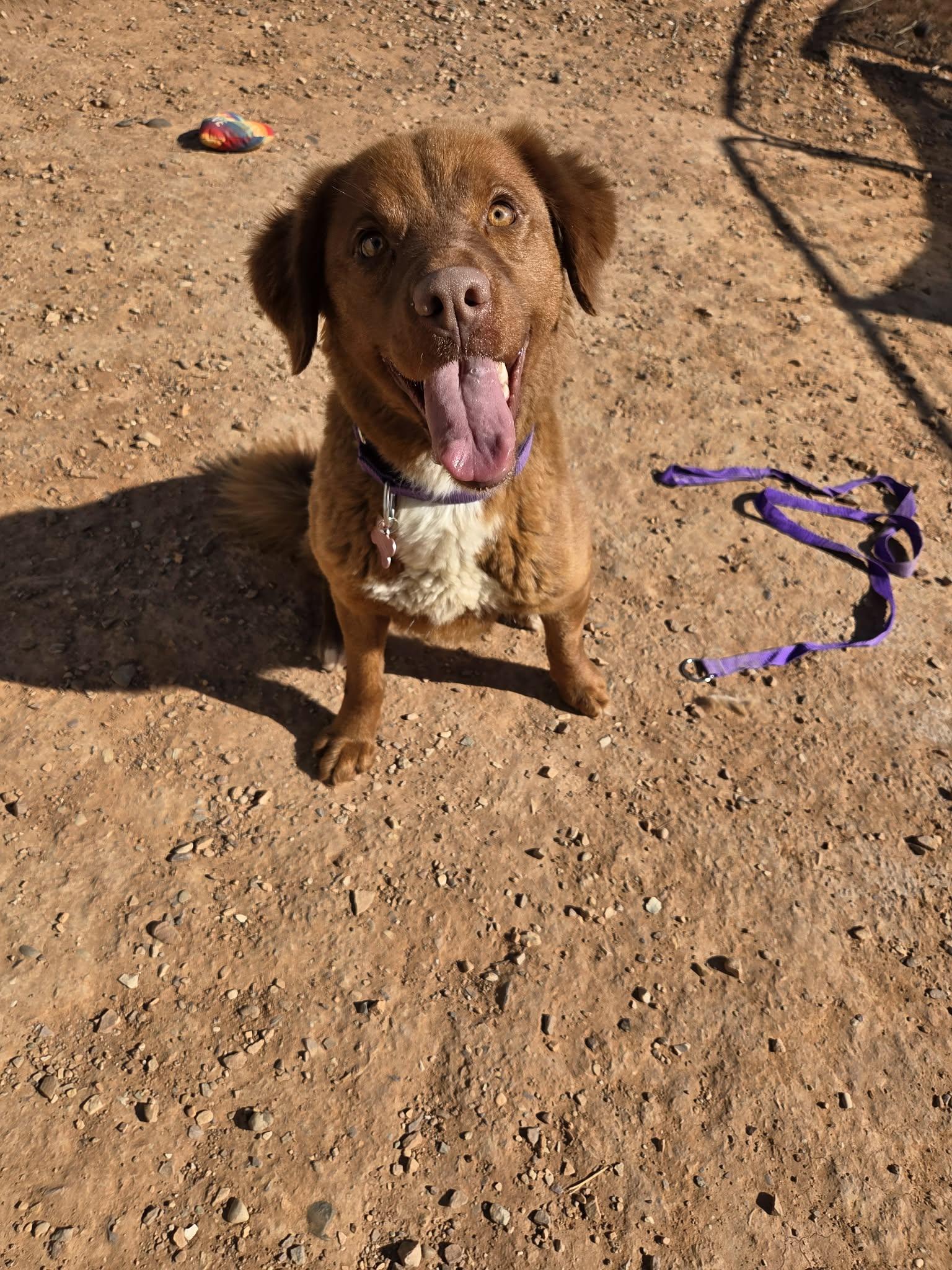 Enlarge Bailey, a ADOPTABLE mixed breed in Roosevelt, UT image 1/4
