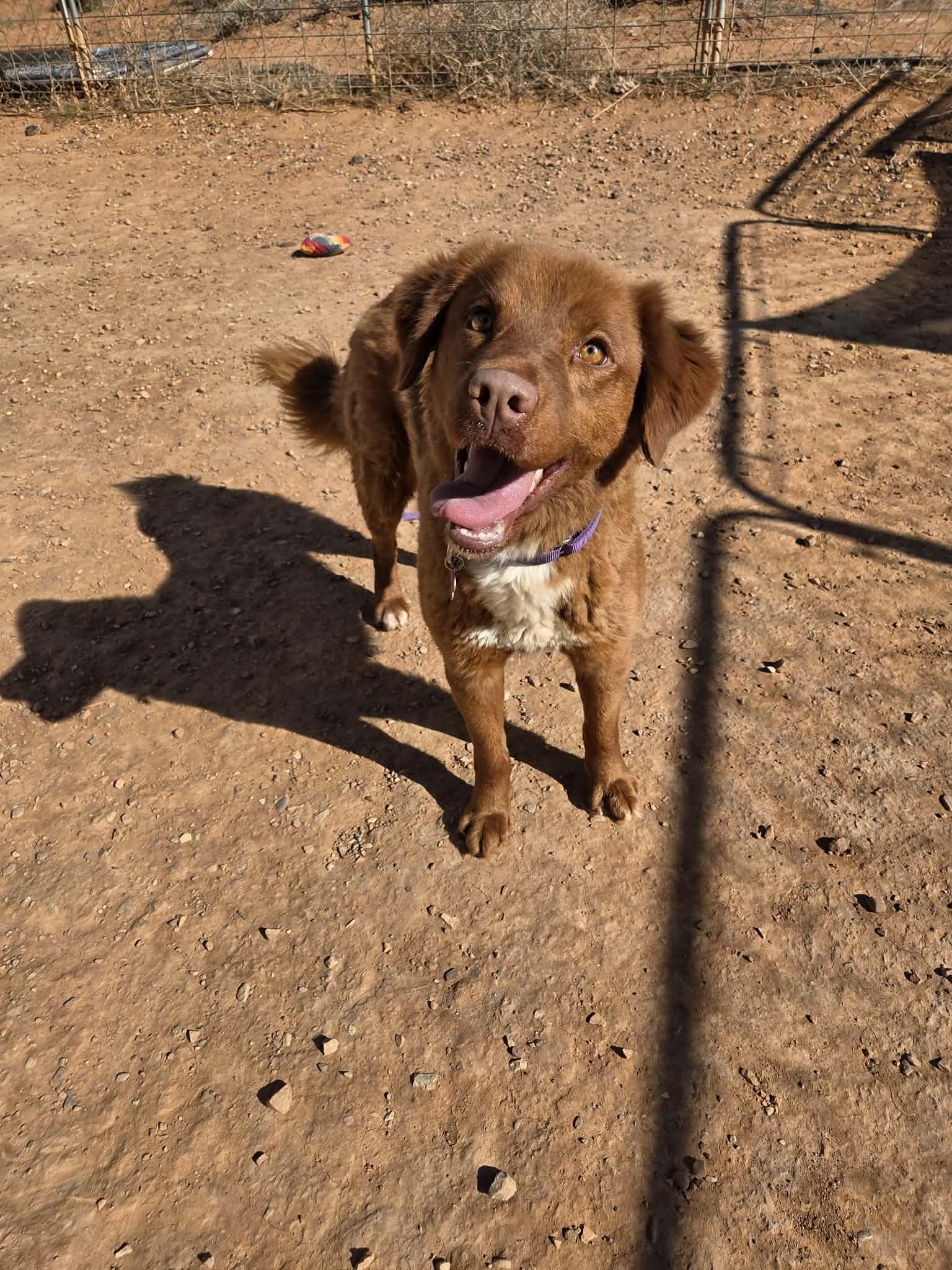 Enlarge Bailey, a ADOPTABLE mixed breed in Roosevelt, UT image 4/4