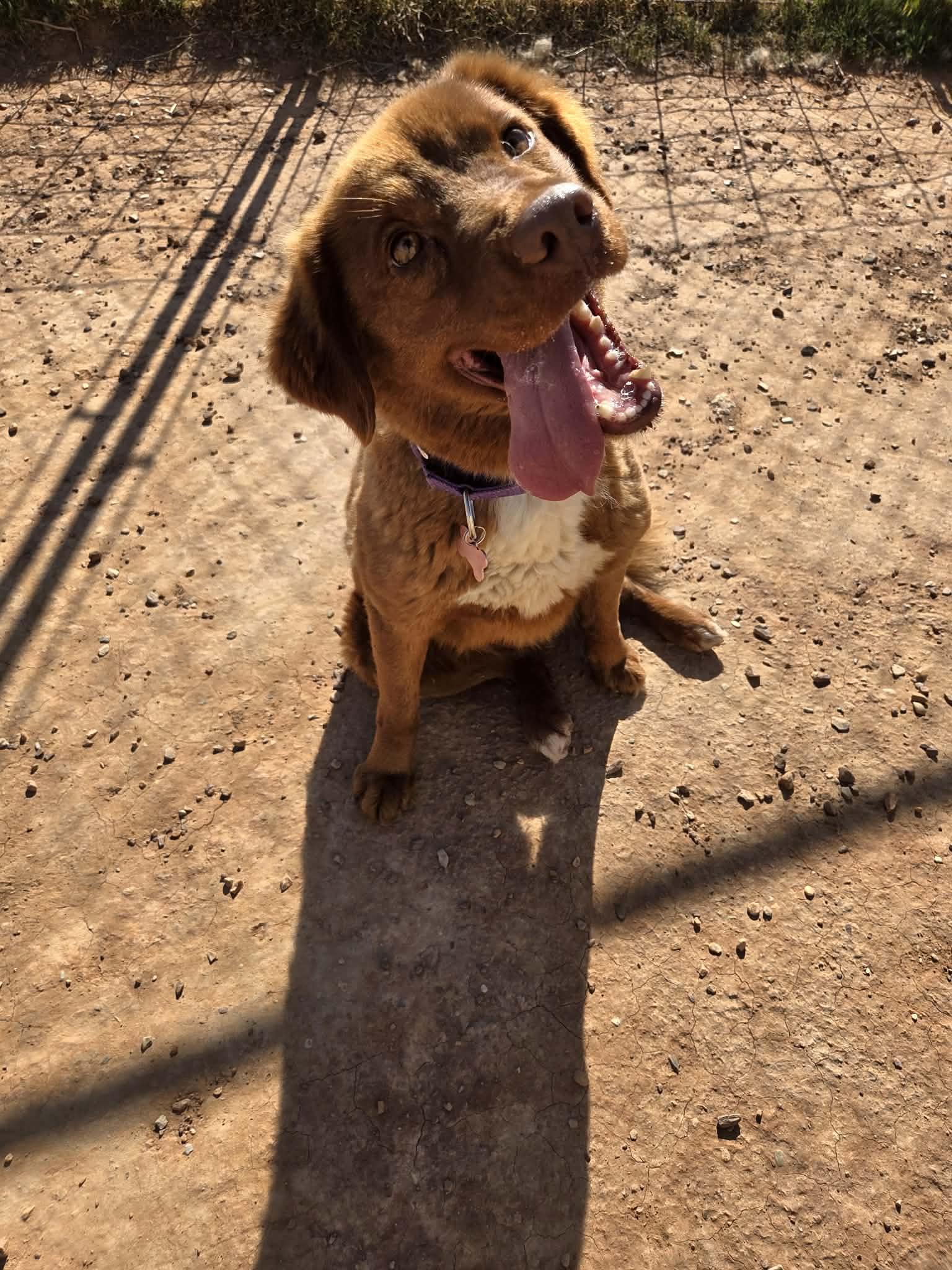 Enlarge Bailey, a ADOPTABLE mixed breed in Roosevelt, UT image 2/4