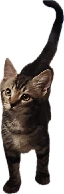 Enlarge Dash, a Adopted Domestic Short Hair in Ocean Springs, MS image 1/3