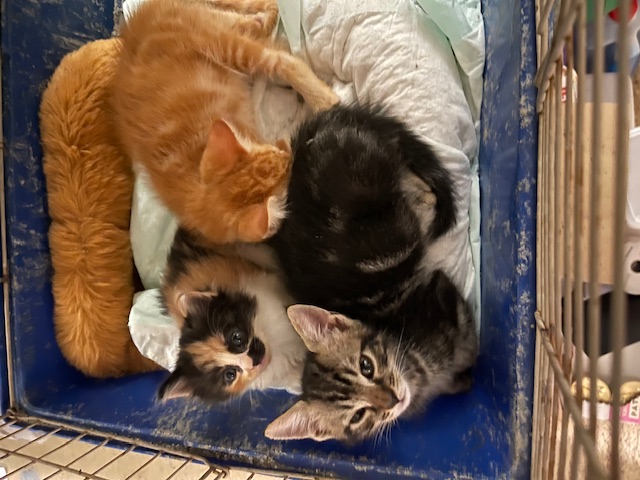 Enlarge Dash, a Adopted Domestic Short Hair in Ocean Springs, MS image 2/3