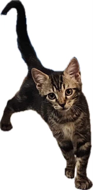 Enlarge Dash, a Adopted Domestic Short Hair in Ocean Springs, MS image 3/3