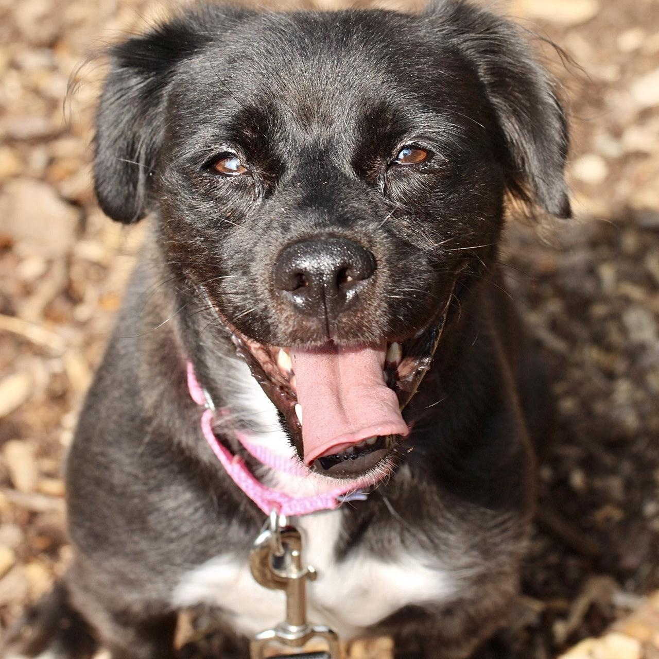 Bonnie - Foster to Adopt