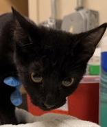 Mr. Dot, Adoptable, Kitten Male Domestic Short Hair.
