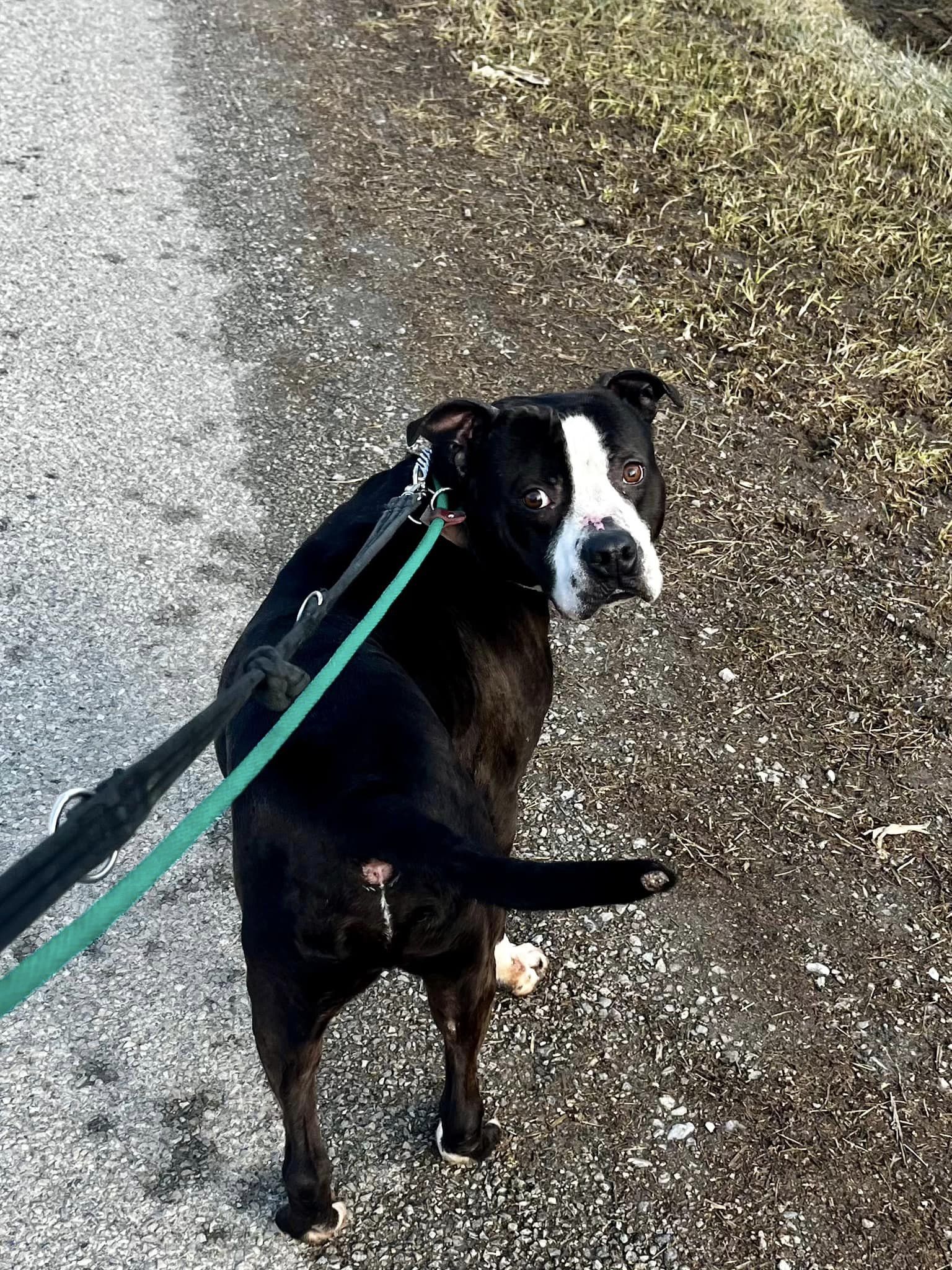 BB AKA Rocky (20211102-06) — thumbnail 2