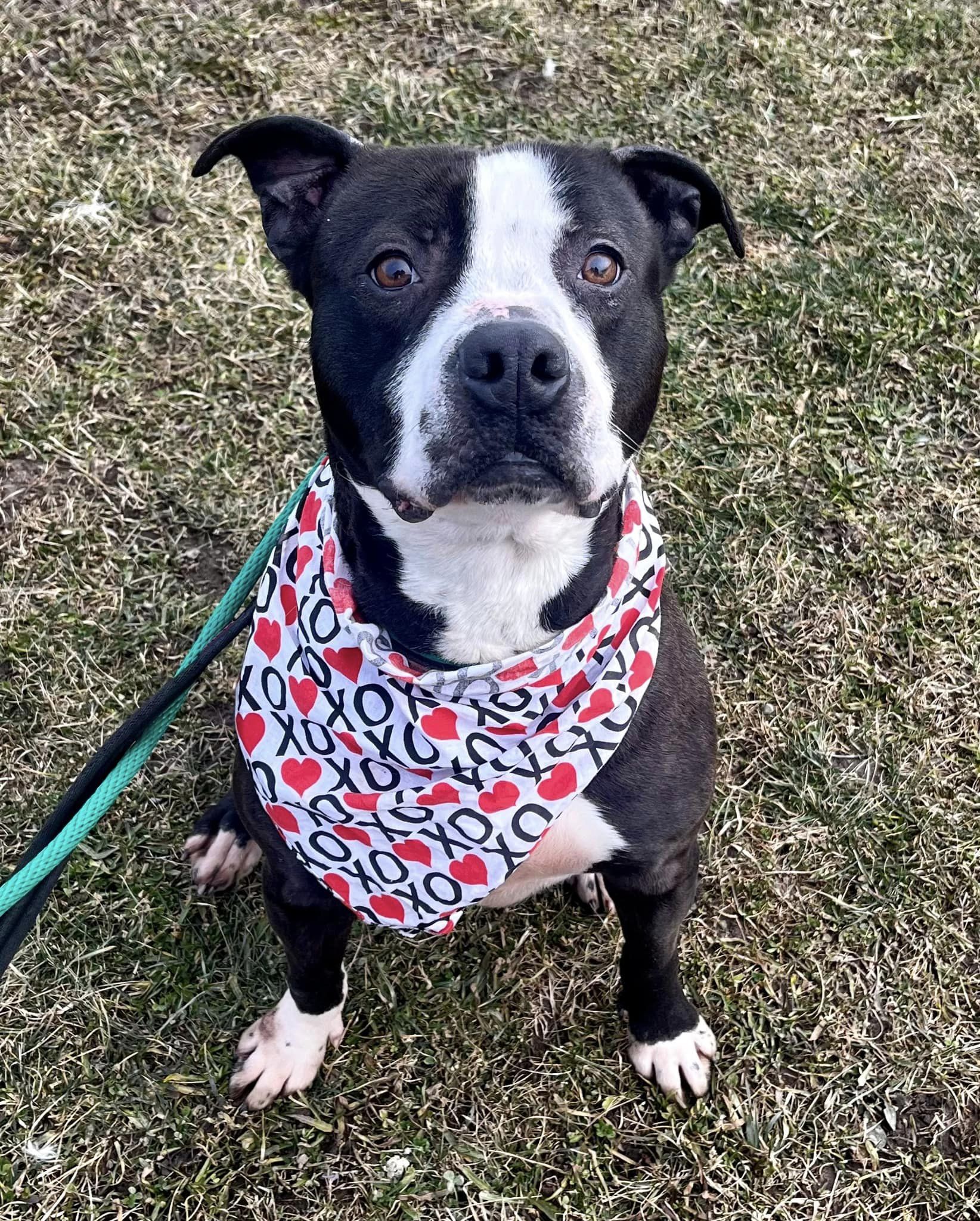 BB AKA Rocky (20211102-06) — thumbnail 4