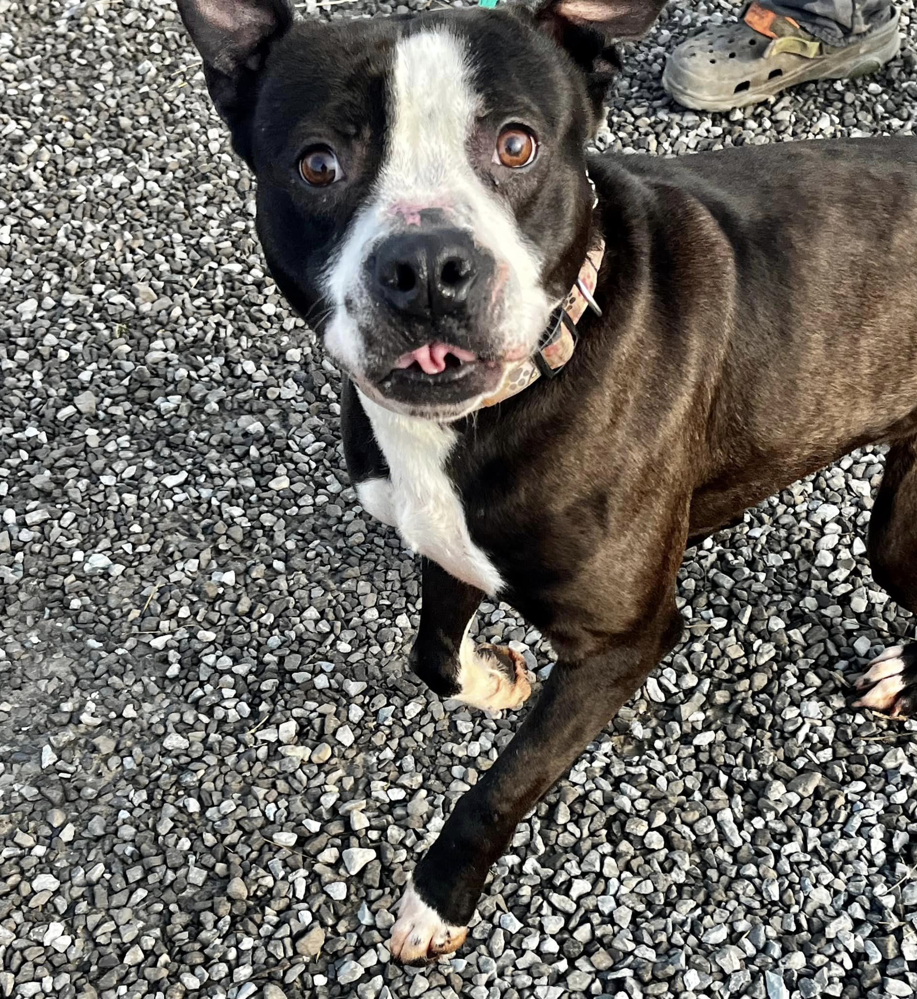 BB AKA Rocky (20211102-06) — thumbnail 5