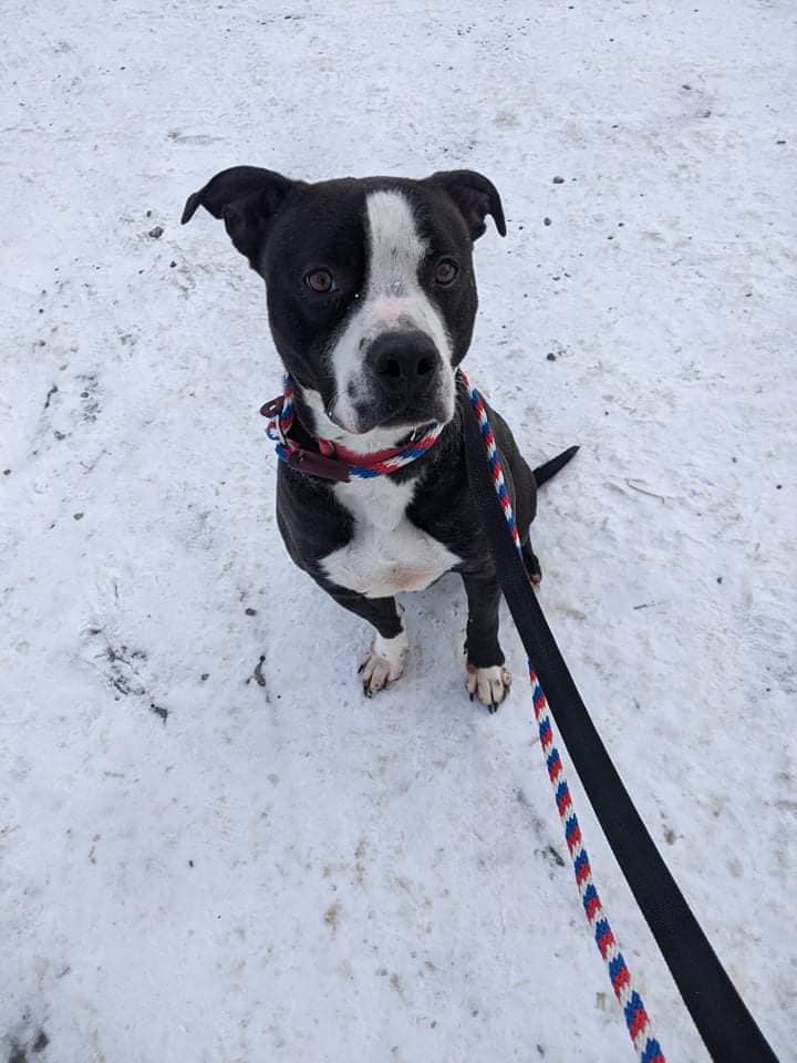 BB AKA Rocky (20211102-06) — thumbnail 6