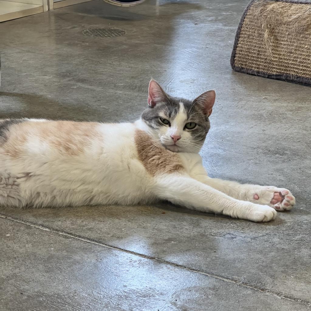 Enlarge Helen, a Adoptable Domestic Short Hair in Albert Lea, MN image 1/6