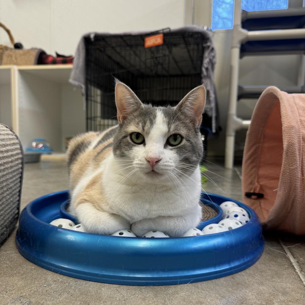 Enlarge Helen, a Adoptable Domestic Short Hair in Albert Lea, MN image 2/6