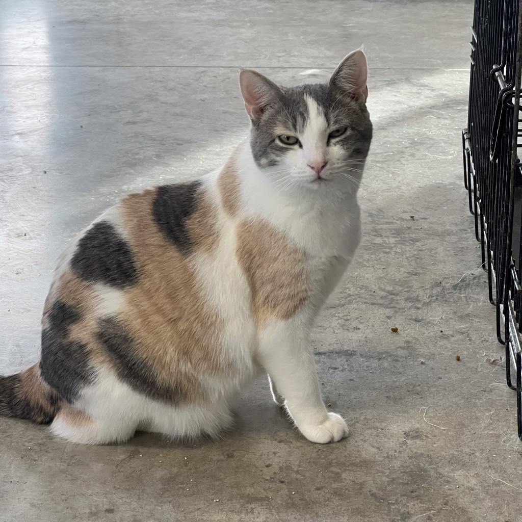 Enlarge Helen, a Adoptable Domestic Short Hair in Albert Lea, MN image 3/6