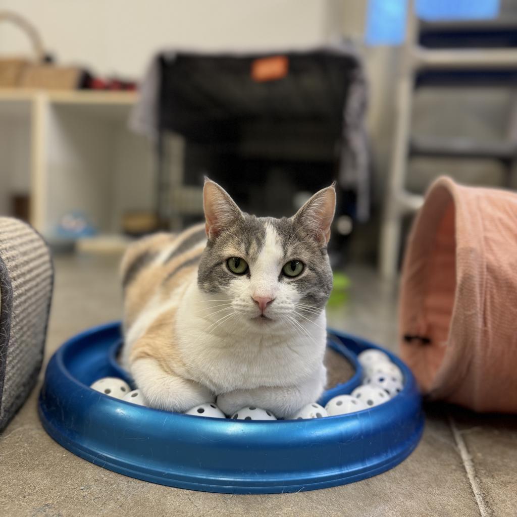 Enlarge Helen, a Adoptable Domestic Short Hair in Albert Lea, MN image 4/6