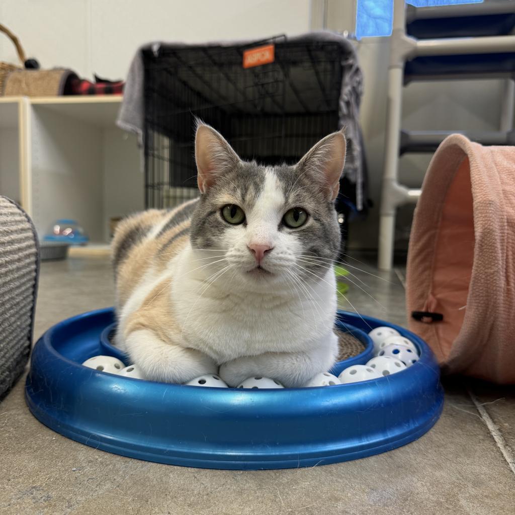Enlarge Helen, a Adoptable Domestic Short Hair in Albert Lea, MN image 5/6