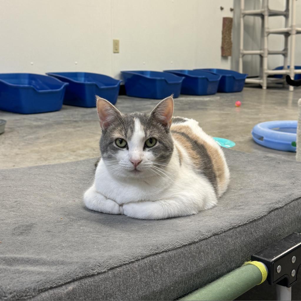 Enlarge Helen, a Adoptable Domestic Short Hair in Albert Lea, MN image 6/6