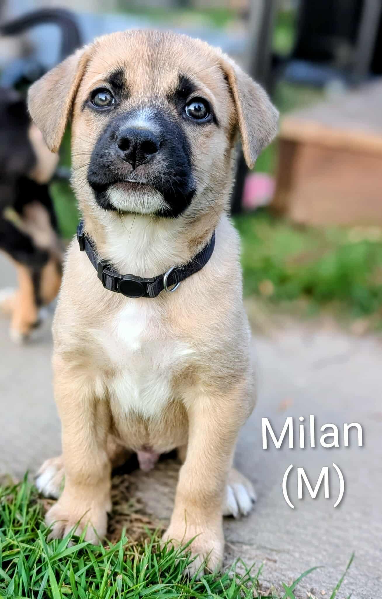 Milan