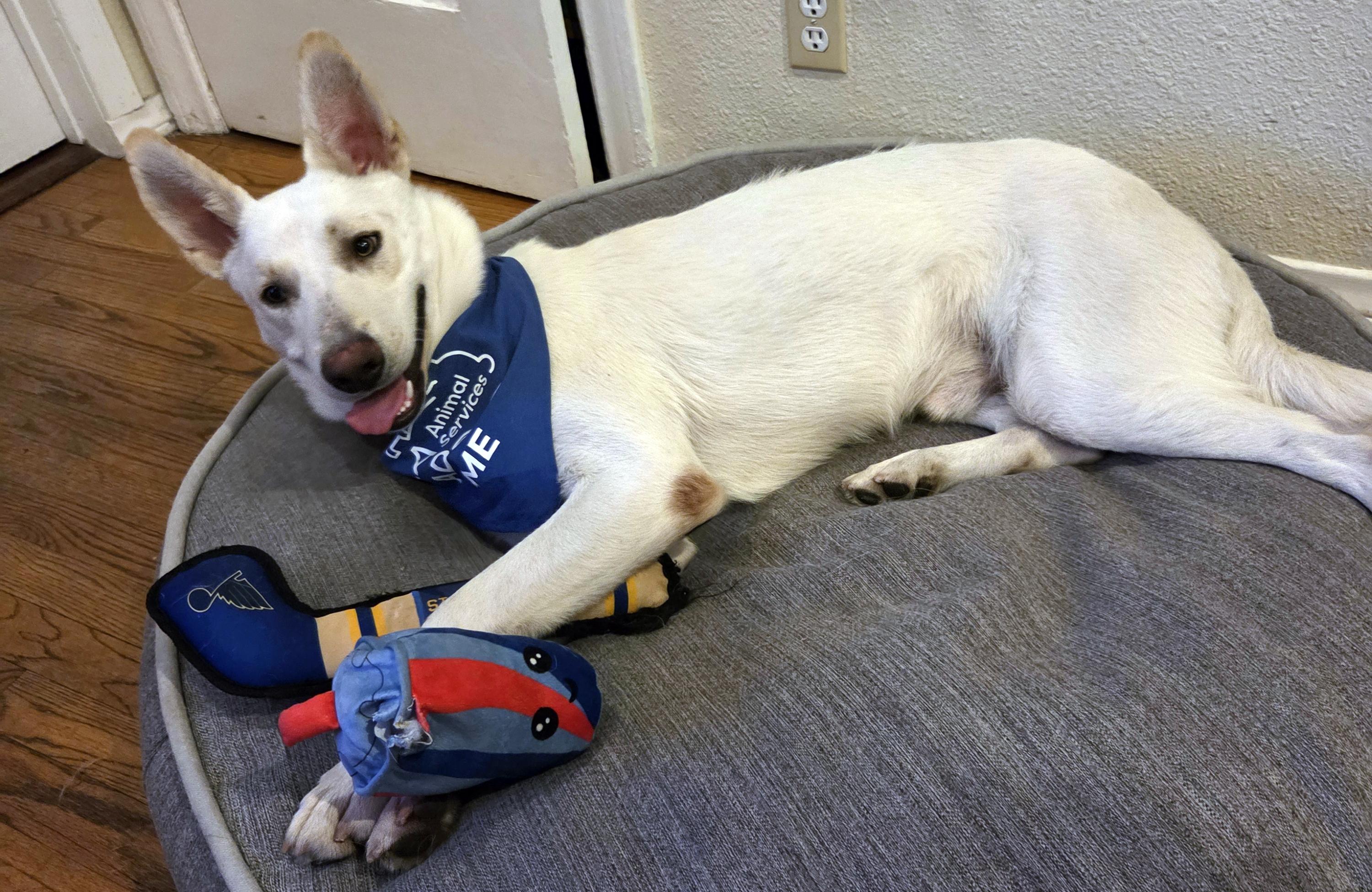 Angelo, ADOPTABLE, Young Male German Shepherd Dog.