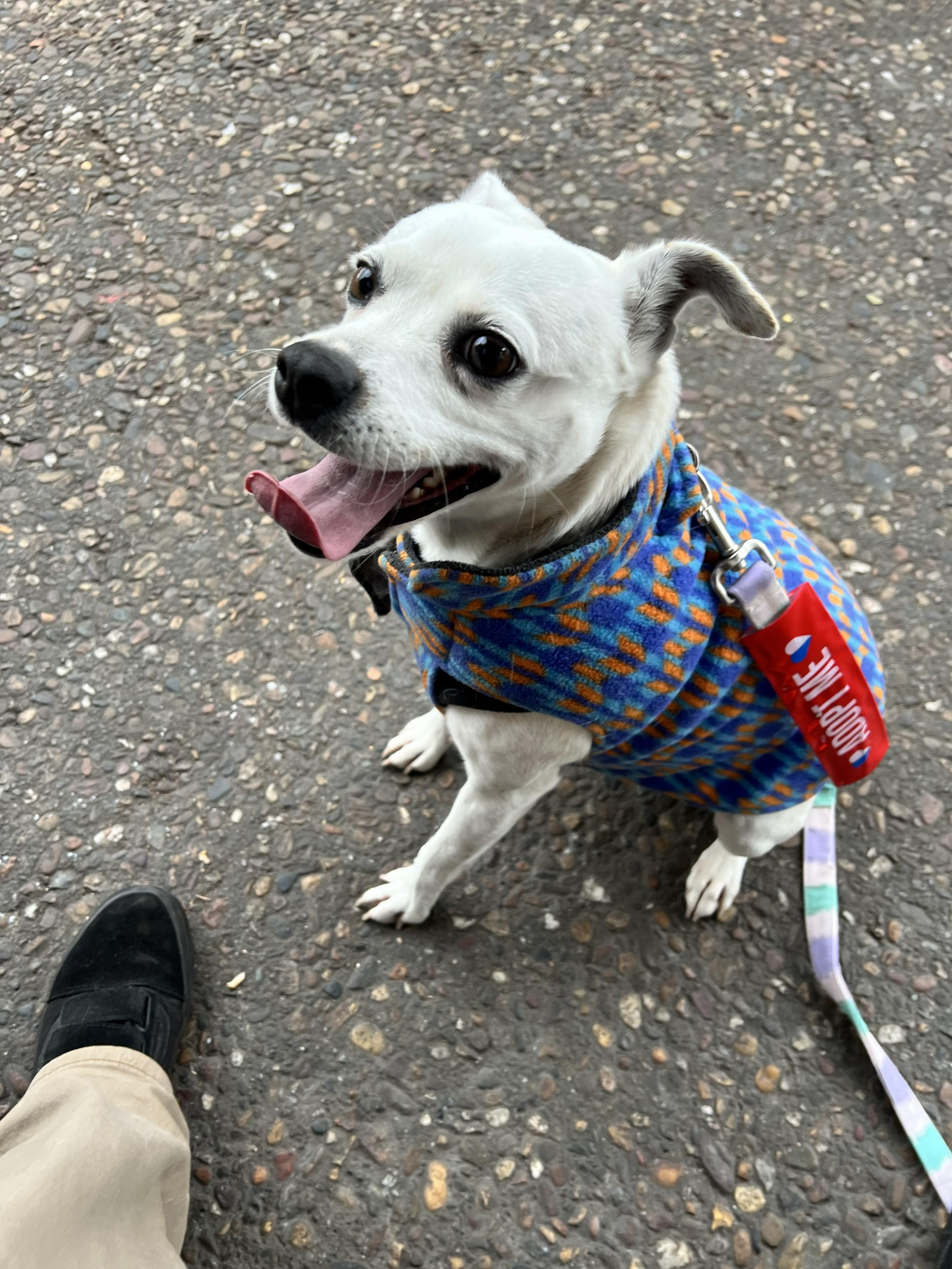 Aranza, a ADOPTABLE mixed breed in Santa Rosa, CA image 6/6