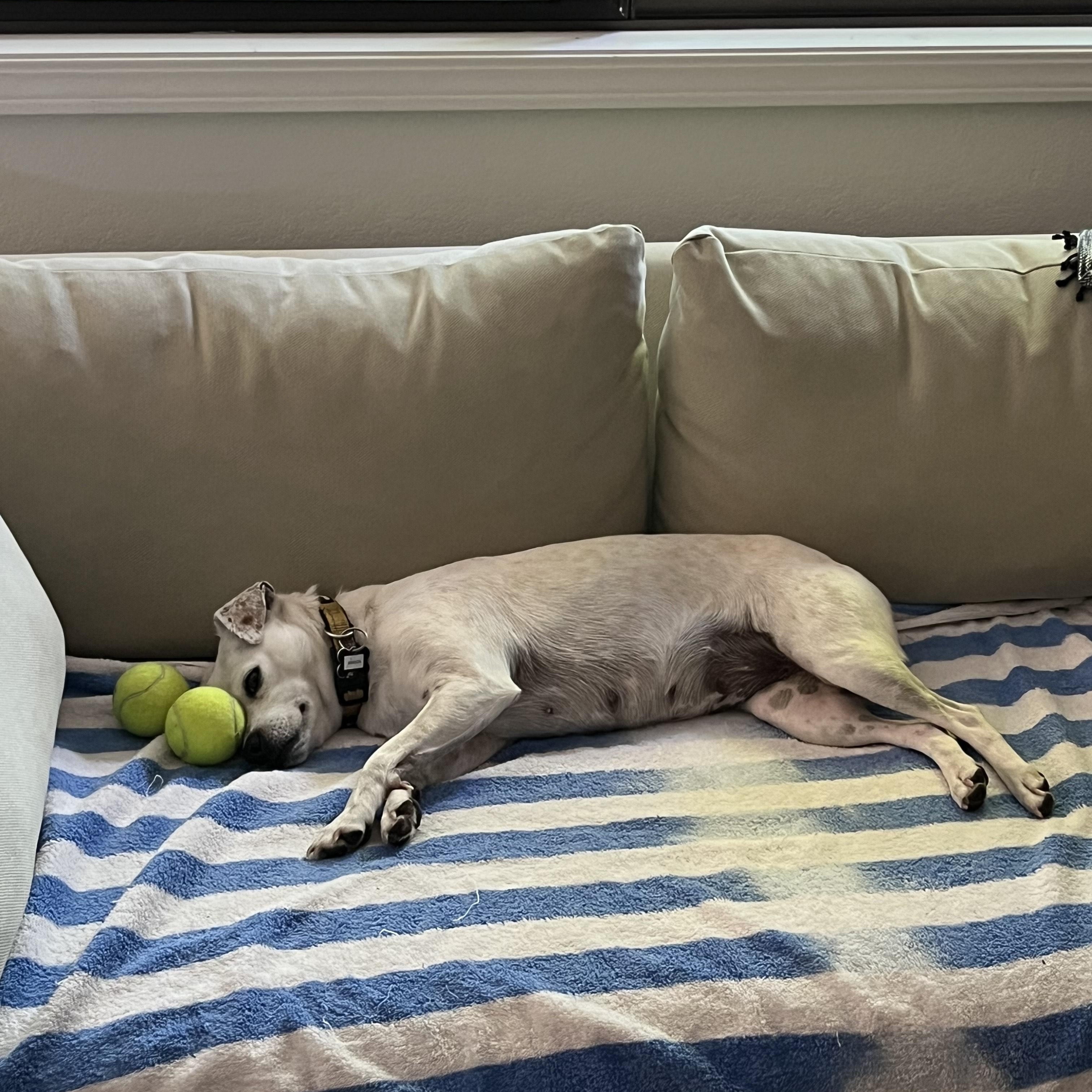Aranza, a ADOPTABLE mixed breed in Santa Rosa, CA image 6/6