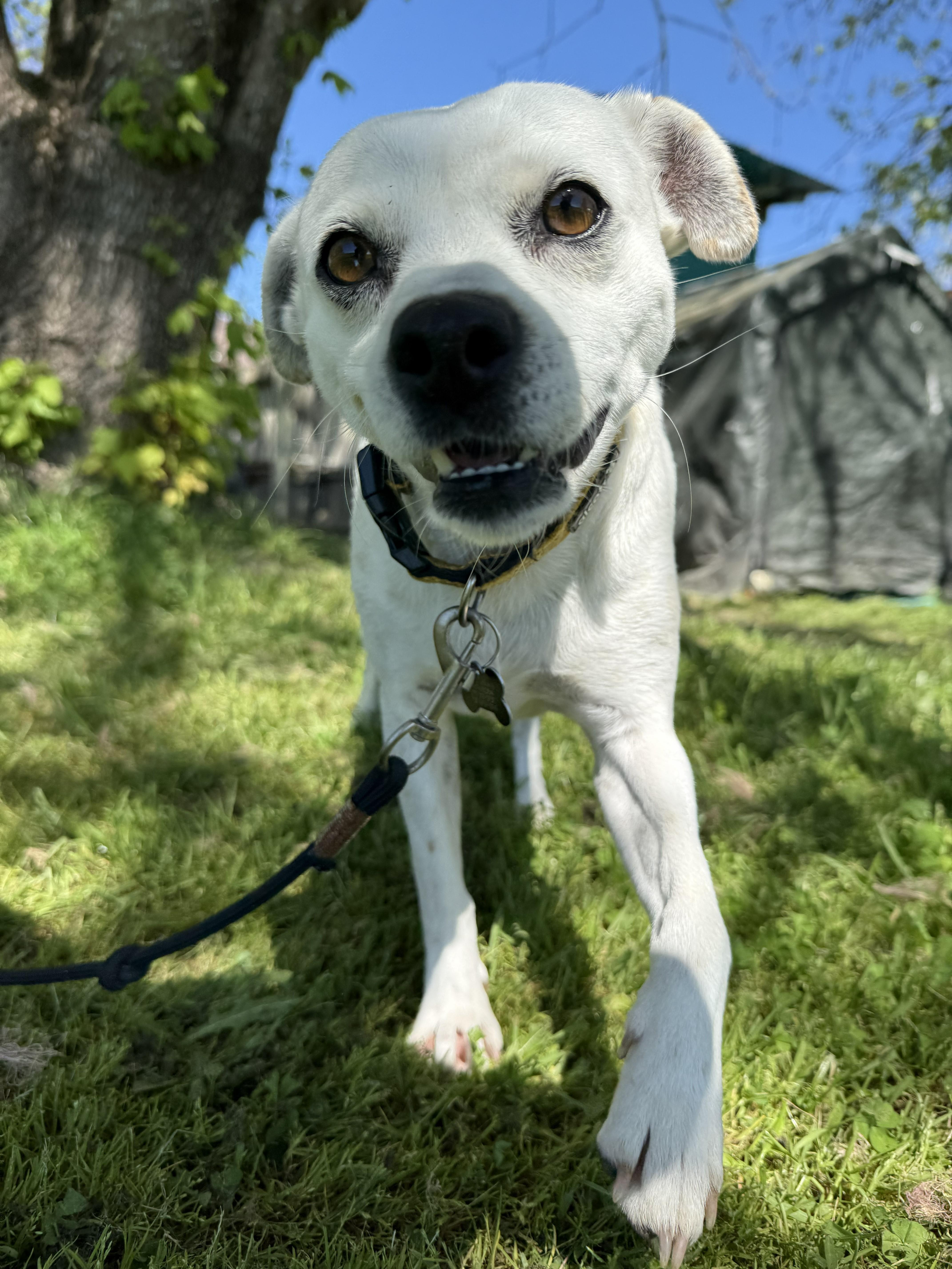 Enlarge Aranza, a ADOPTABLE mixed breed in Santa Rosa, CA image 6/6