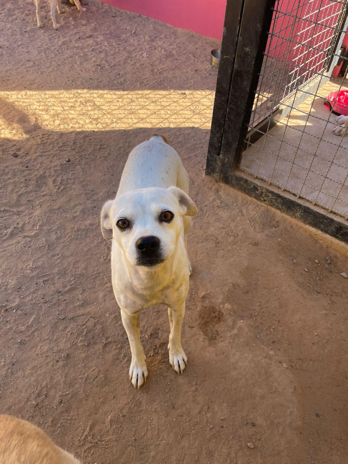 Enlarge Aranza, a ADOPTABLE mixed breed in Santa Rosa, CA image 2/6