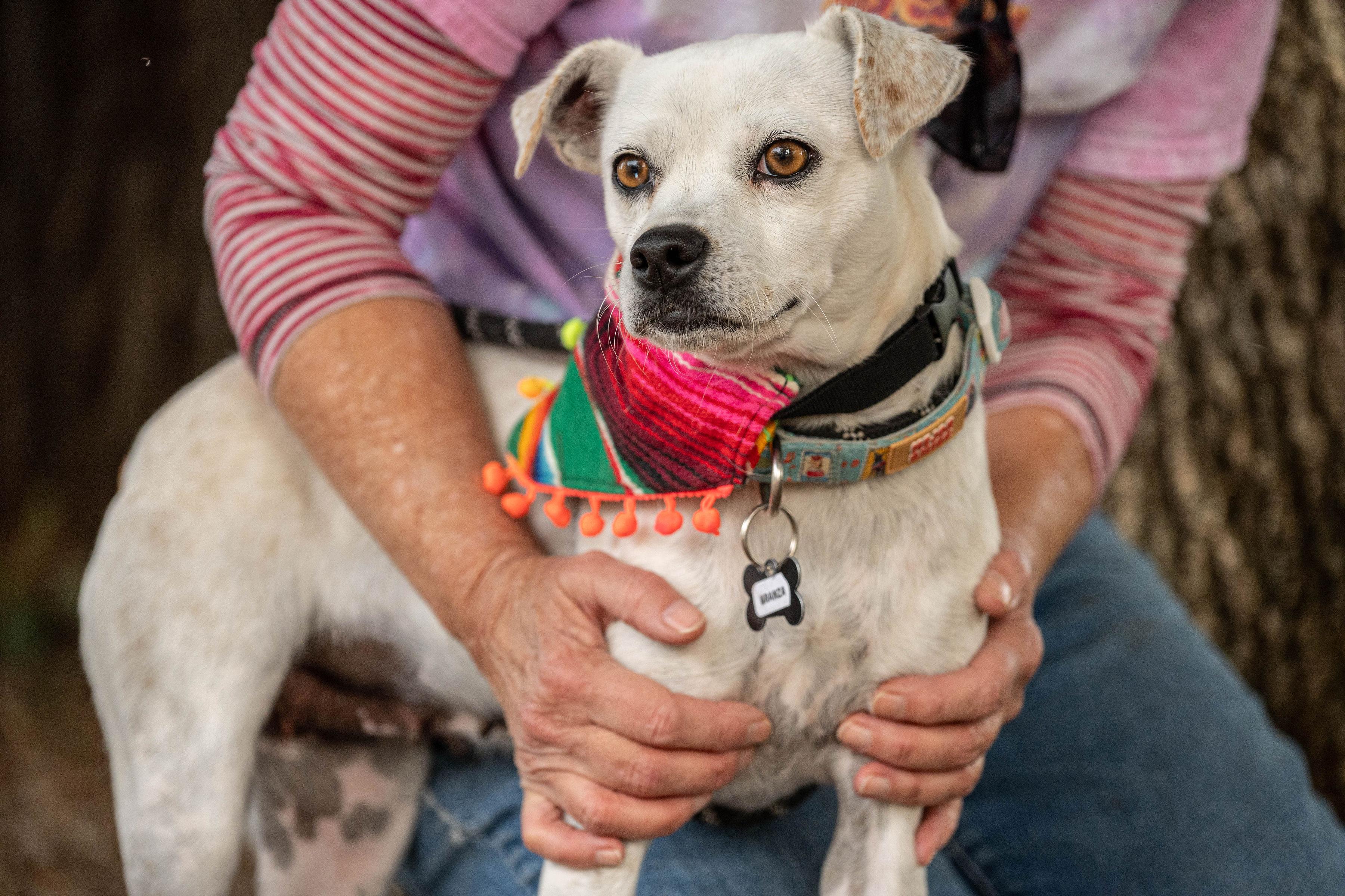 Enlarge Aranza, a ADOPTABLE mixed breed in Santa Rosa, CA image 6/6