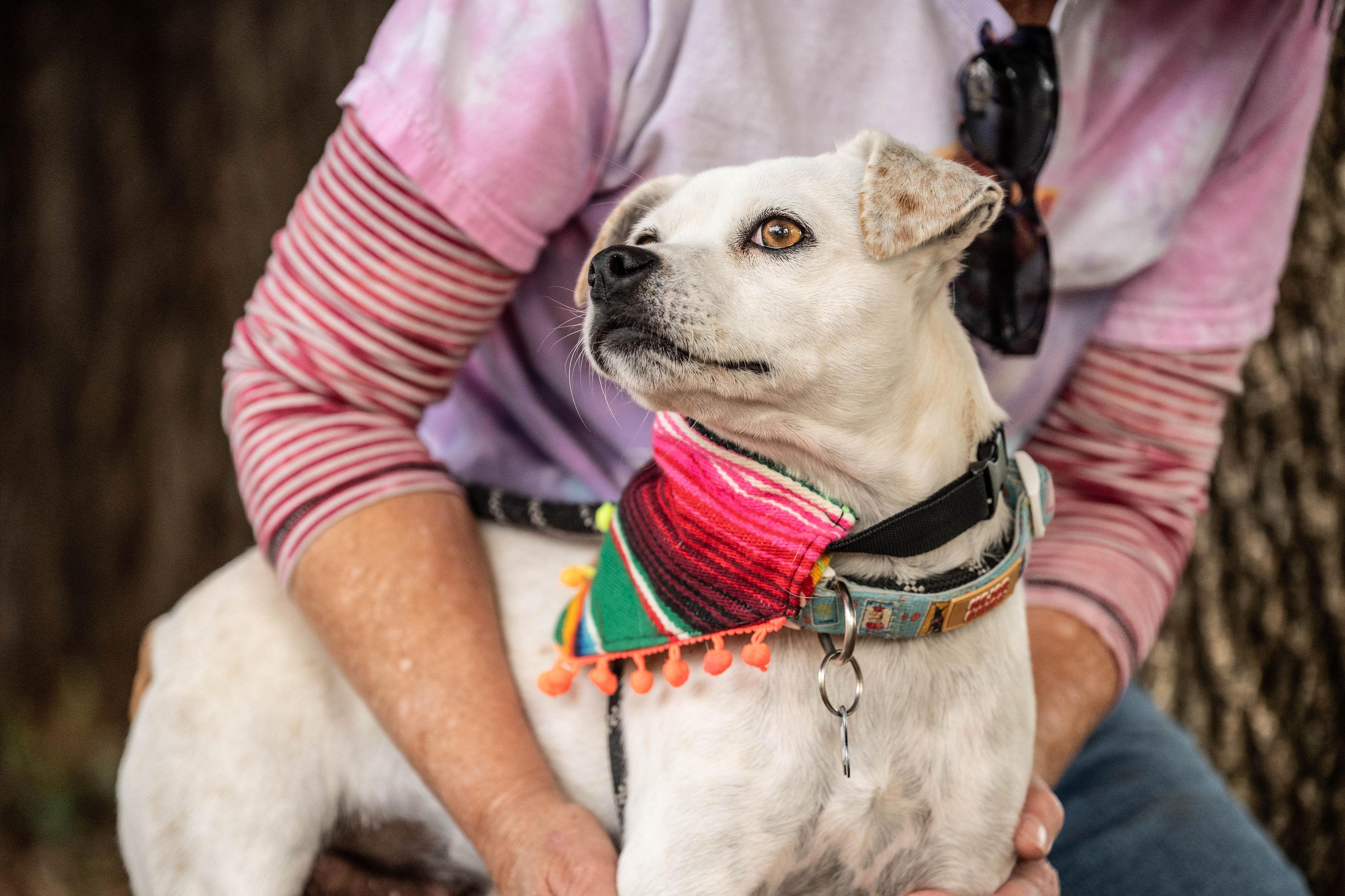Enlarge Aranza, a ADOPTABLE mixed breed in Santa Rosa, CA image 5/6