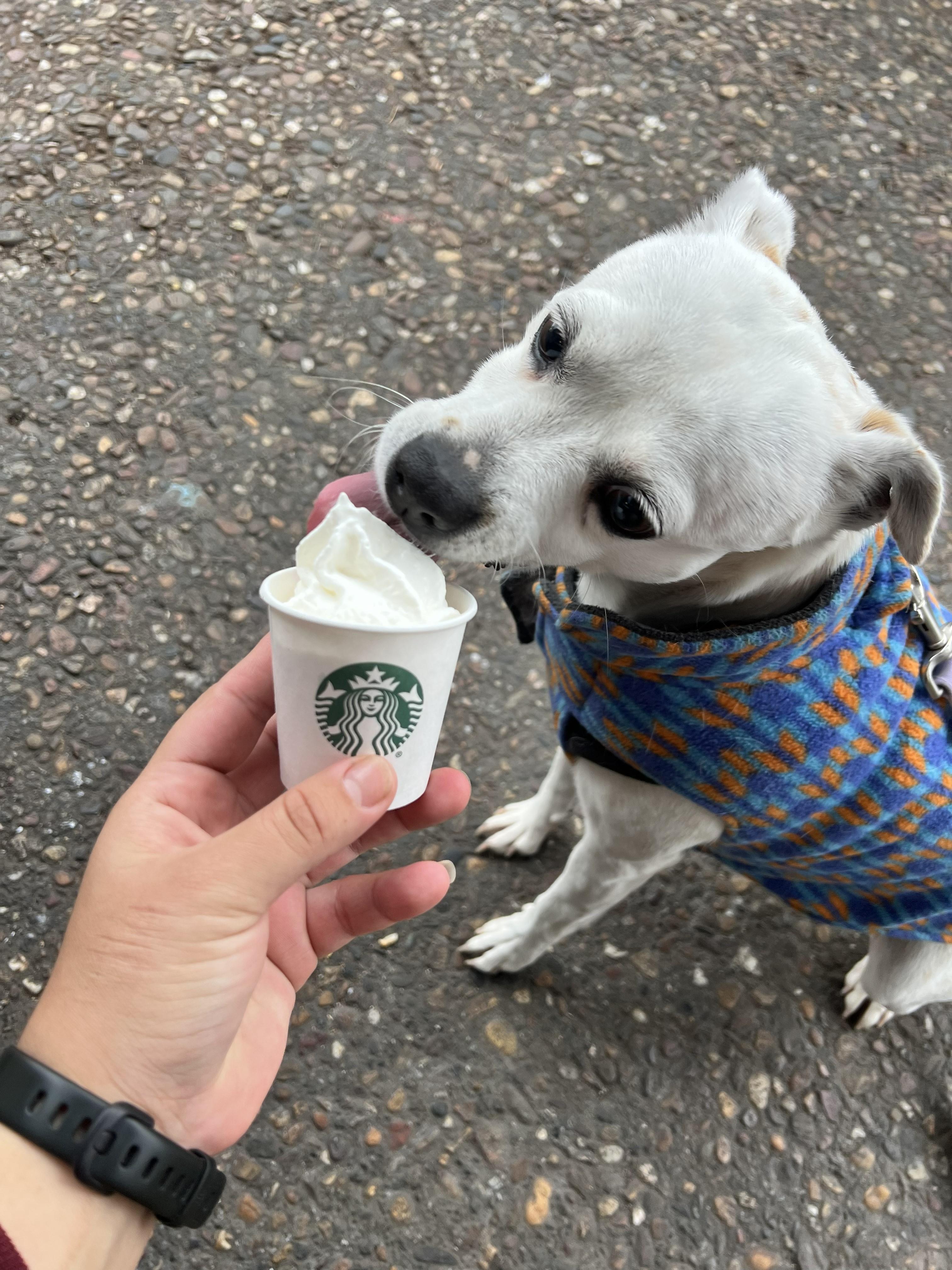 Aranza, a ADOPTABLE mixed breed in Santa Rosa, CA image 4/6