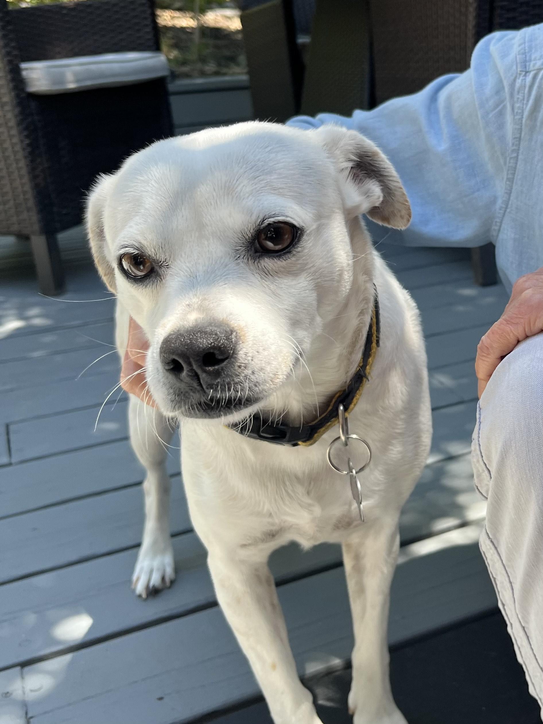 Aranza, ADOPTABLE, Adult Female Terrier.