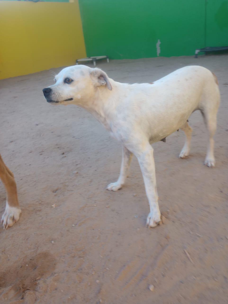 Enlarge Aranza, a ADOPTABLE mixed breed in Santa Rosa, CA image 3/6